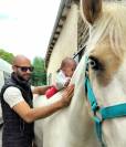 Formidable jument de loisir pie palomino aux yeux bleus