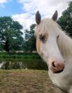 Formidable jument de loisir pie palomino aux yeux bleus