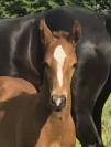 Foal excellente souche