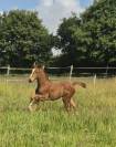 Foal excellente souche