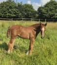 Foal excellente souche