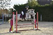 Jolie jument de 6 ans 