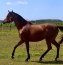 Jument Anglo Arabe Endurance