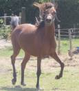 Jument Anglo Arabe Endurance