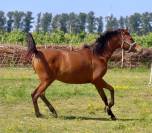 Jument Anglo Arabe Endurance
