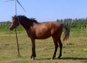 Jument Anglo Arabe Endurance