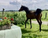 Jument Anglo Arabe Endurance
