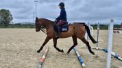 Vente cheval de sport 