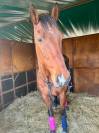 Vente cheval de sport 