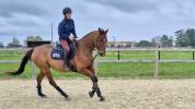 Vente cheval de sport 