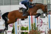 hongre selle français, 5 ans, CSO, CCE