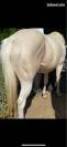 Jument paint horse 