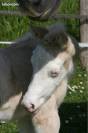Jument paint horse 