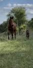 Poulain pour cso 