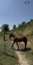 Poulain pour cso 