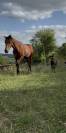 Poulain pour cso 