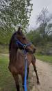 Poulain pour cso 