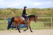Poney de sport à vendre