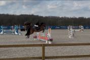 Poney de sport à vendre