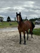 Poney de sport à vendre