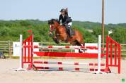 Poney de sport à vendre