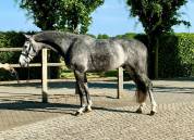 Ruin Zangersheide Te koop 2020 Schimmel ,  CASHPAID J&F