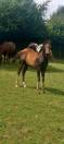poulain