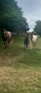 poulain