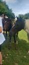 poulain