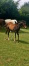 poulain