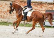 Vice - champion Europe dressage 2022