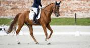 Vice - champion Europe dressage 2022