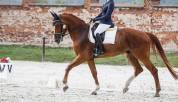 Vice - champion Europe dressage 2022