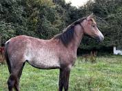 Pouliche AA de 3 ans