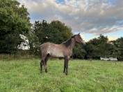 Pouliche AA de 3 ans