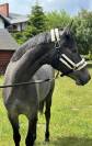 Young Mare with Elite Racing Pedigree for Sale