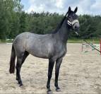 Young Mare with Elite Racing Pedigree for Sale