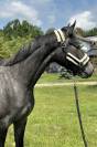 Young Mare with Elite Racing Pedigree for Sale