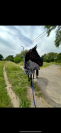 Hongre BWP dressage/loisir 12 ans