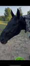 Hongre BWP dressage/loisir 12 ans