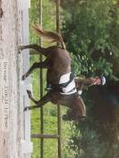 Welsh cob 
