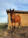 Poney de Sport (CSO - TREC) à vendre 8 300€