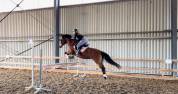 Poney de Sport (CSO - TREC) à vendre 8 300€
