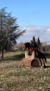 Poney de Sport (CSO - TREC) à vendre 8 300€