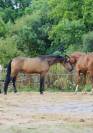 Cheval Isabelle hongre top mental
