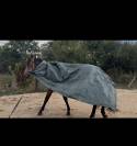 Cheval Isabelle hongre top mental