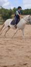 Féline, jument Camargue de 10 ans