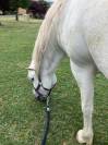Féline, jument Camargue de 10 ans