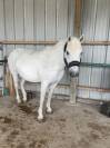 Féline, jument Camargue de 10 ans