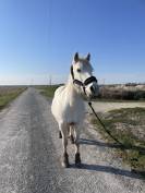 Féline, jument Camargue de 10 ans